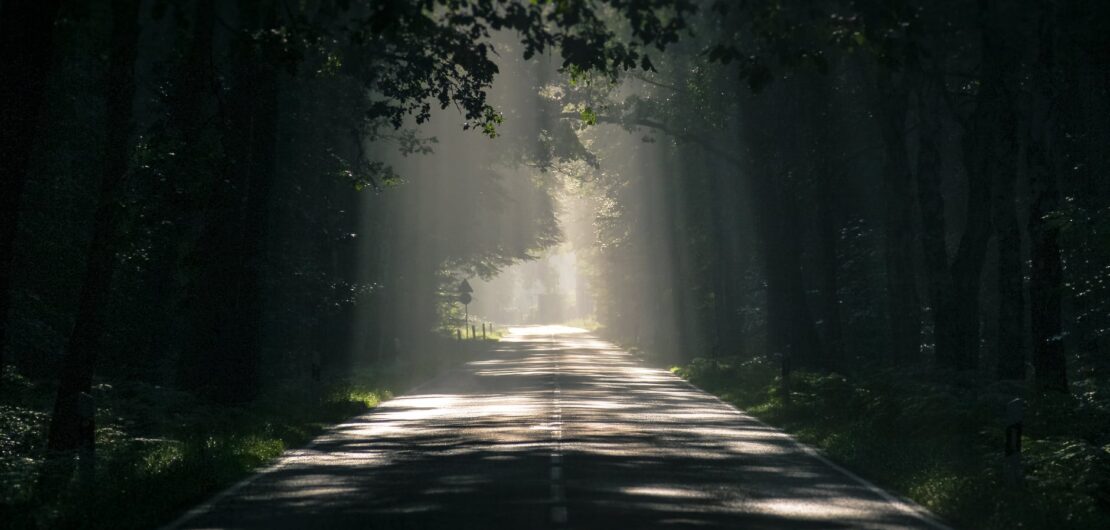 gray asphalt road surrounded by tall trees