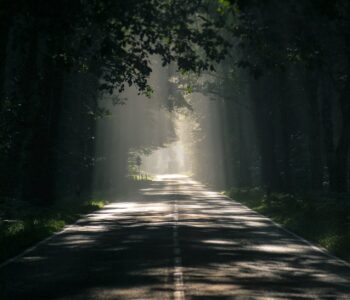 gray asphalt road surrounded by tall trees
