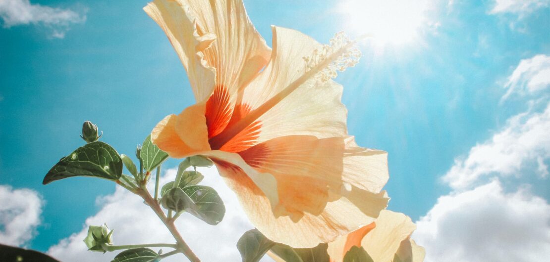 photography of yellow hibiscus under sunlight