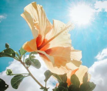 photography of yellow hibiscus under sunlight